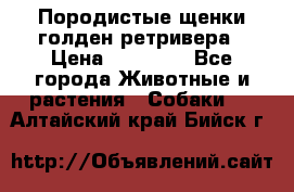 Породистые щенки голден ретривера › Цена ­ 25 000 - Все города Животные и растения » Собаки   . Алтайский край,Бийск г.